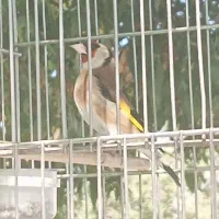 سهره ماده