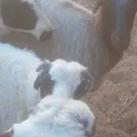 بره پیدا شده