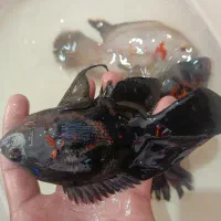 اسکار پنکوسی معاوضه