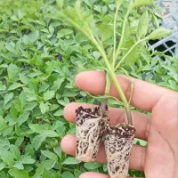 انواع نشا گوجه خیار و وو