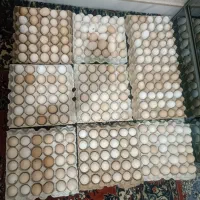 تخم مرغ نطفه دار بهترین وجوانترین مرغها