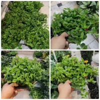گل ناز یخی آگلونما خرفه فیلودندرون یشم فیکوس فردوس