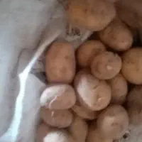 سیب زمینی انباری