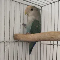 طوطی کوتوله رنگ. خاص