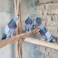 کبوتر