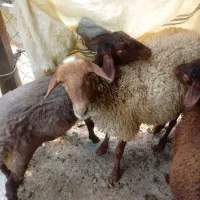 گوسفند ماده