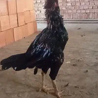خروس لاری