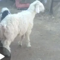 فروش بره شیرازی