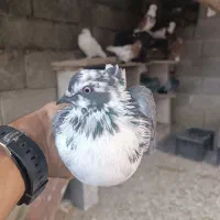 کبوتر دوتا ماده کاکل پرشی