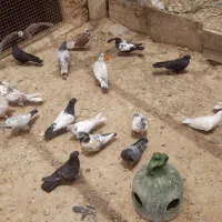 ۲۰ تا کفتر پرشی همه یکجا فروشی