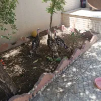 بوقلمون