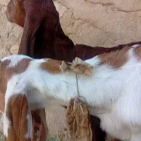 بزغاله شیری