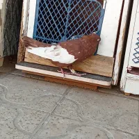 فروش چندتا کفتر