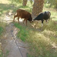 گاونر|حیوانات مزرعه|جلگه چاه هاشم, |دیوار