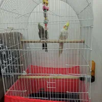 عروس جفت مولد با قفس