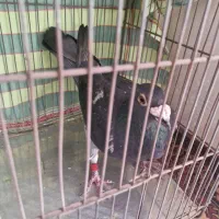 کفتر مسافتی