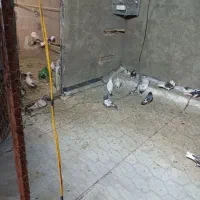 کفتر غریب گیری لب آب همه خوب