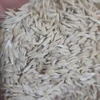 جو ۶ پر درجه یک