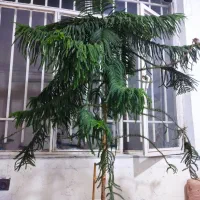 گل بزرگ مطبق