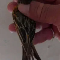 کفترپلاکی سهره گلبسر