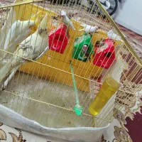پرنده
