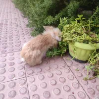 خرگوش لوپ
