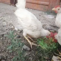 مرغ خروس