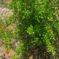 زمین-باغی-در-مهیار