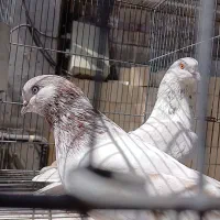 تعدادی کفتر کبوتر نرماده عالی قیمت مفت