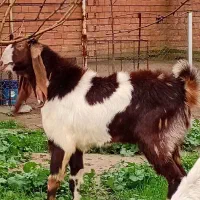 نر بز پاکستانی