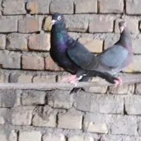 زاجر
