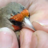 پرنده سهره