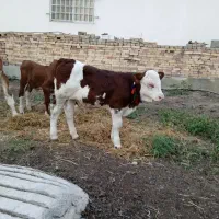 فروش گوساله سیمینتال و هلشتاین اصیل و خالص