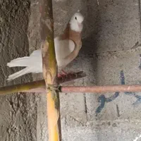 طوقی|پرنده|جرقویه, |دیوار