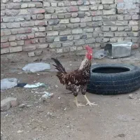 خروس محلی