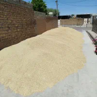 جو محلی کوهدشت