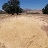 کاه درجه یک عدس همین الان کمباین شده