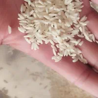 برنج درجه یک دورود تناژ پایین تناژ موجود