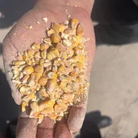 ذرت و بلغور ذرت فروشی
