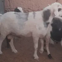 بره  کم دنبه