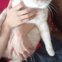 نژاد بریتیش. فقط به خانم داده میشه