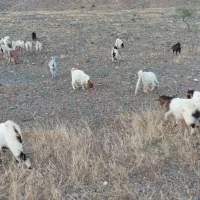 گوسفند کهره