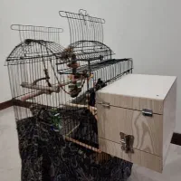 قفس پرنده