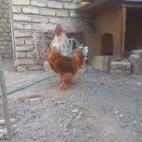 تخم مرغ نطفه دار