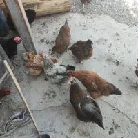 مرغ و خروس