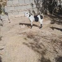 بزه وکهره