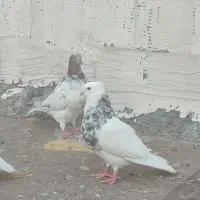 کبوتر