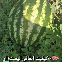 هندوانه