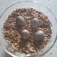 تخم قناری موزائیکی نطفه دار