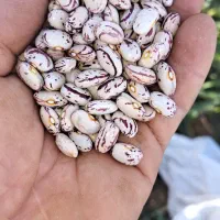 لوبیا درجه یک بذری و خوراکی